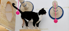 Centro de Bienestar Animal alberga a felinos que esperan por un nuevo hogar