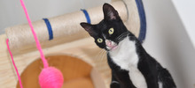 Centro de Bienestar Animal alberga a felinos que esperan por un nuevo hogar