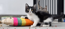 Centro de Bienestar Animal alberga a felinos que esperan por un nuevo hogar