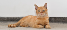 Centro de Bienestar Animal alberga a felinos que esperan por un nuevo hogar