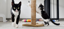 Centro de Bienestar Animal alberga a felinos que esperan por un nuevo hogar