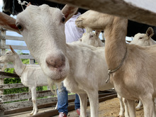 Unidad de Protecci&oacute;n Animal atendi&oacute; caso de animales en estado de desnutrici&oacute;n