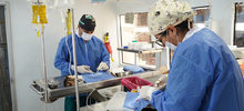 Animales de Pance fueron esterilizados durante jornada en La Vor&aacute;gine