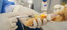 Animales de Pance fueron esterilizados durante jornada en La Vor&aacute;gine