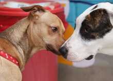 Cali celebr&oacute; el D&iacute;a Mundial de los Animales con servicios gratuitos para los consentidos del hogar