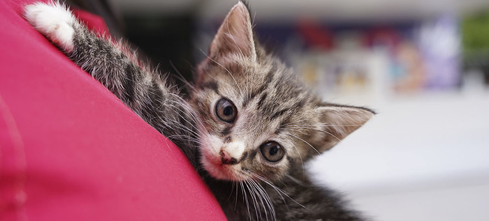 Jornada de adopciones en el centro comercial Unicentro