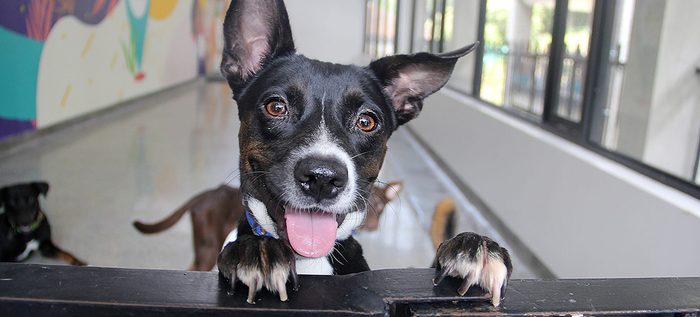 Centro de Bienestar Animal de Cali reactiva su servicio de consulta externa