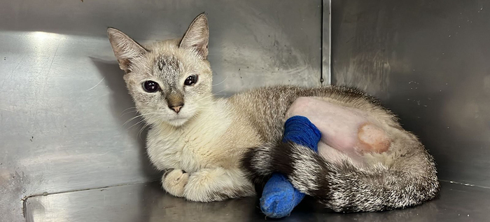 Centro de Bienestar Animal salva la vida de Arkana, v&iacute;ctima de presunto falso veterinario