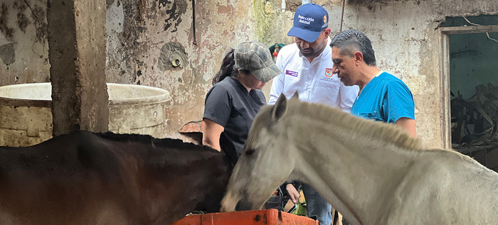 UAEPA rescata cuatro caballos en operativo en la comuna 19 sector La Sirena