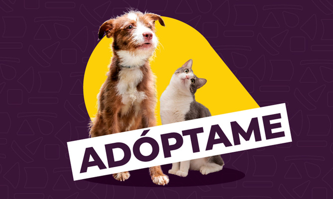Jornada de adopci&oacute;n en el CAM: &iexcl;encuentra a tu compa&ntilde;ero perfecto!