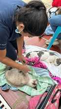 &iexcl;Jornadas de Esterilizaci&oacute;n Gratuitas en Cali! 