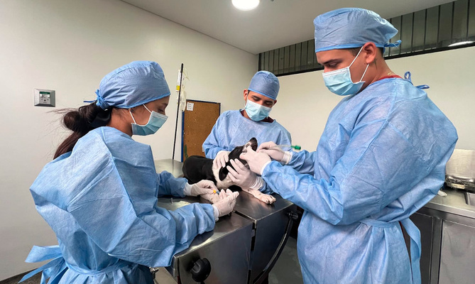 Jornadas de esterilizaci&oacute;n gratuita en Santiago de Cali contin&uacute;an esta semana en diferentes comunas