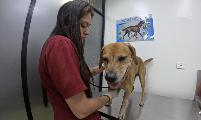 Mateo, el perrito rescatado del incendio en El Guabal, se encuentra estable y bajo estricta observaci&oacute;n m&eacute;dica