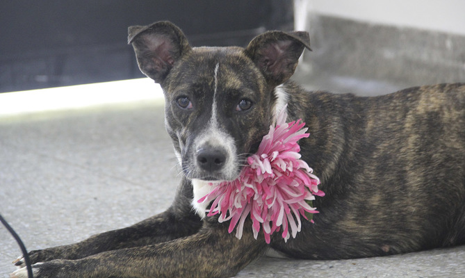 Adopta con el coraz&oacute;n y transforma la vida de un animal compa&ntilde;ero