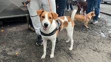Cali demuestra su amor por los animales: m&aacute;s de 700 participaron en jornada masiva