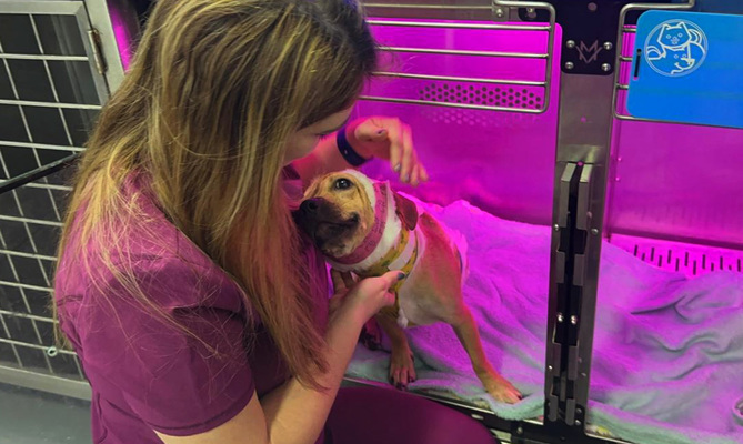 Galatea, la perrita que lucha por su vida tras ser lanzada desde un quinto piso en Cali