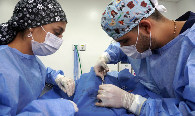 Un Compromiso de Amor' contin&uacute;a con jornadas gratuitas de esterilizaci&oacute;n en Cali