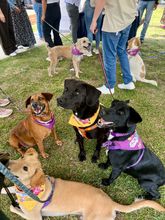 Uaepa y la Universidad Icesi: alianza para el Bienestar Animal