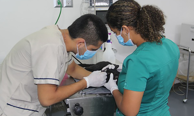 M&aacute;s de 20.000 animales de compa&ntilde;&iacute;a fueron beneficiados de los servicios de la Alcald&iacute;a de Cali