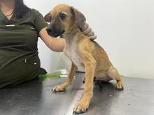 Cinco perros rescatados del maltrato en Potrero Grande: Protecci&oacute;n Animal impone sanciones  