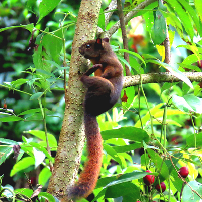 La ardilla com&uacute;n: tesoro natural en los bosques urbanos de Cali