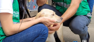 Dagma garantiza la protecci&oacute;n de derechos  a los animales de compa&ntilde;&iacute;a que habitan zona de desalojo