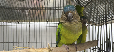 Acciones para  migar los efectos del tr&aacute;fico en la fauna silvestre