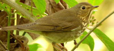 Coraz&oacute;n de Pance: refugio de vida para aves migratorias