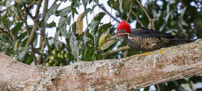 Ecoparque Batacl&aacute;n: la Sucursal del Cielo para las aves