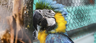 La fauna ex&oacute;tica en Cali ya se volvi&oacute; paisaje