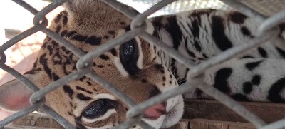 Dagma, esperanza de vida para especies v&iacute;ctimas del tr&aacute;fico de fauna silvestre