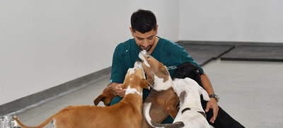 Cali realizar&aacute; aportes a la Pol&iacute;tica Nacional de Protecci&oacute;n y Bienestar Animal