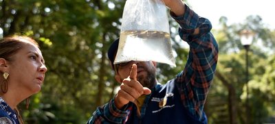 Peces guppies, una alternativa de control biol&oacute;gico contra el dengue