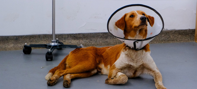 Centro de Bienestar Animal atiende a canino herido con arma de fuego