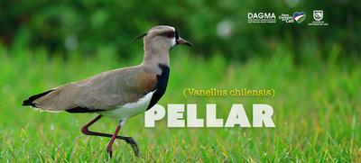 Descubre la fascinante vida del pellar