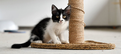 Centro de Bienestar Animal alberga a felinos que esperan por un nuevo hogar