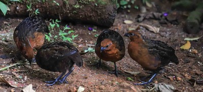 Pap&aacute; Noel y Las Ni&ntilde;as, viven en un bosque de encanto a las afueras de Cali