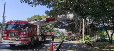 Manos criminales afectaron &aacute;rbol notable