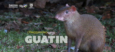 Guat&iacute;n: el peque&ntilde;o sembrador de bosques