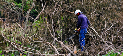 Intervenciones arb&oacute;reas hacen parte de obras de mitigaci&oacute;n del riesgo de deslizamiento