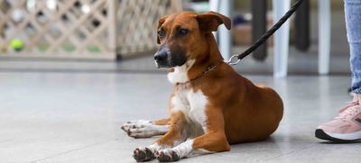 Unidad de protecci&oacute;n animal alista su quinta jornada masiva de adopciones