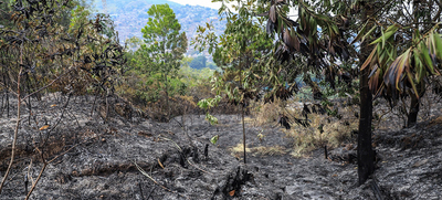 Incendio en ecoparque del cerro La Bandera acab&oacute; con unas 20 hect&aacute;reas de vegetaci&oacute;n