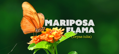 La mariposa Flama: embajadora de belleza y equilibrio