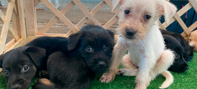 Cale&ntilde;os son cada vez m&aacute;s conscientes sobre beneficios de adoptar animales de compa&ntilde;&iacute;a