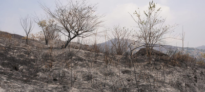 &ldquo;No existen incendios espont&aacute;neos, es inadmisible que tengamos estas conductas soci&oacute;patas&rdquo;: Secretario de Gesti&oacute;n del Riesgo de Cali