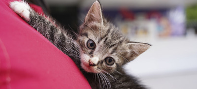 Jornada de adopciones en el centro comercial Unicentro