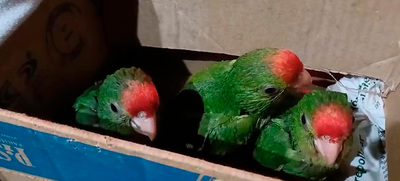 Se intensifican operativos de control contra el tr&aacute;fico de flora y fauna  silvestre