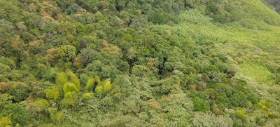 Acciones que conectan con la COP16: Metro Cali entreg&oacute; un bosque reforestado a la CVC