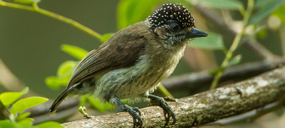 Cali se suma al &lsquo;Global Big Day&rsquo;, una jornada mundial de avistamiento de aves