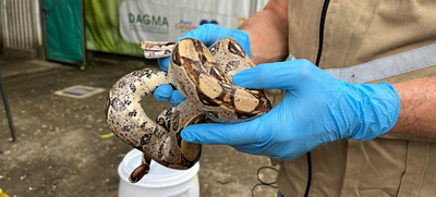 Cali rechaza el tr&aacute;fico de fauna silvestre: 30 boas han sido atendidas en 2024 por el Dagma